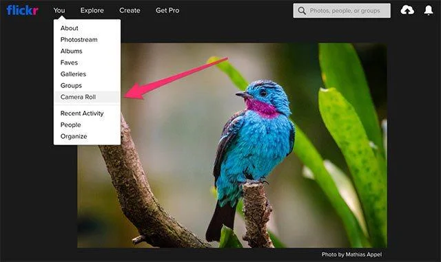 How to download all photos from Flickr to your computer