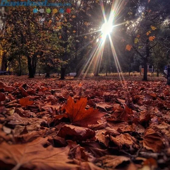 Instrukcje edycji zdjęć za pomocą Photoshop Express na iPhonie