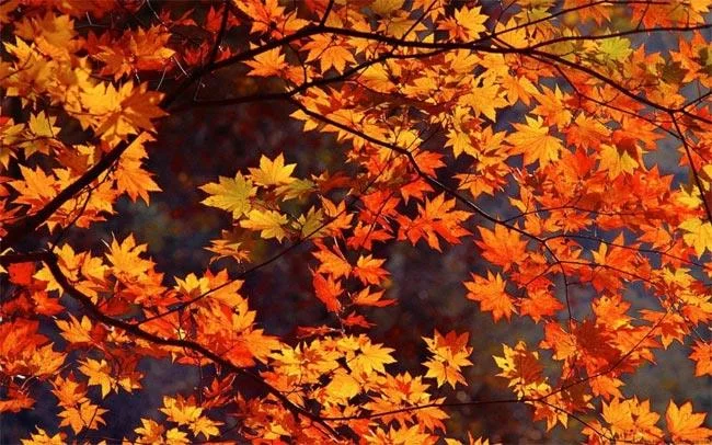 25 تصویر زمینه تم زیبا پاییزی برای رایانه