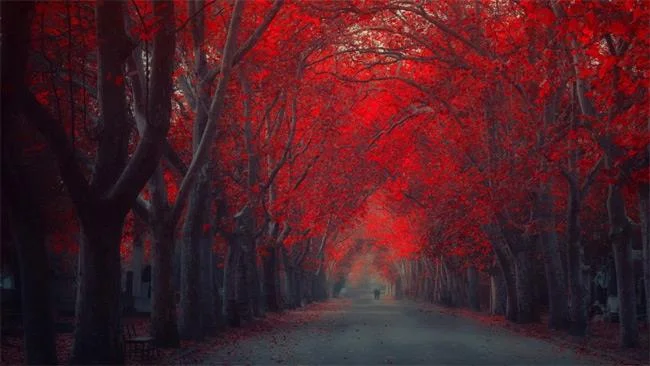 25 تصویر زمینه تم زیبا پاییزی برای رایانه