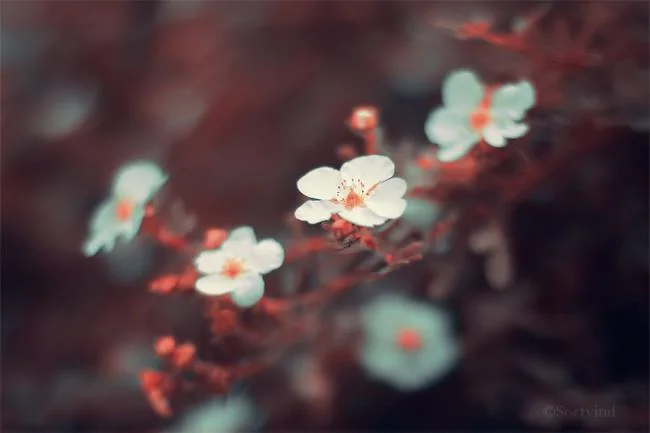 25 تصویر زمینه تم زیبا پاییزی برای رایانه