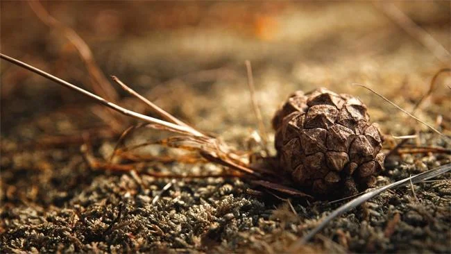 25 تصویر زمینه تم زیبا پاییزی برای رایانه