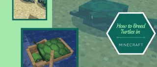 چگونه در Minecraft لاک پشت ها را پرورش دهیم