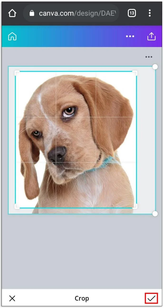 چگونه یک تصویر گرد در Canva درست کنیم