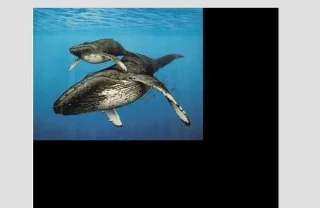 Cara Membuat Kolase Foto Di Snapseed