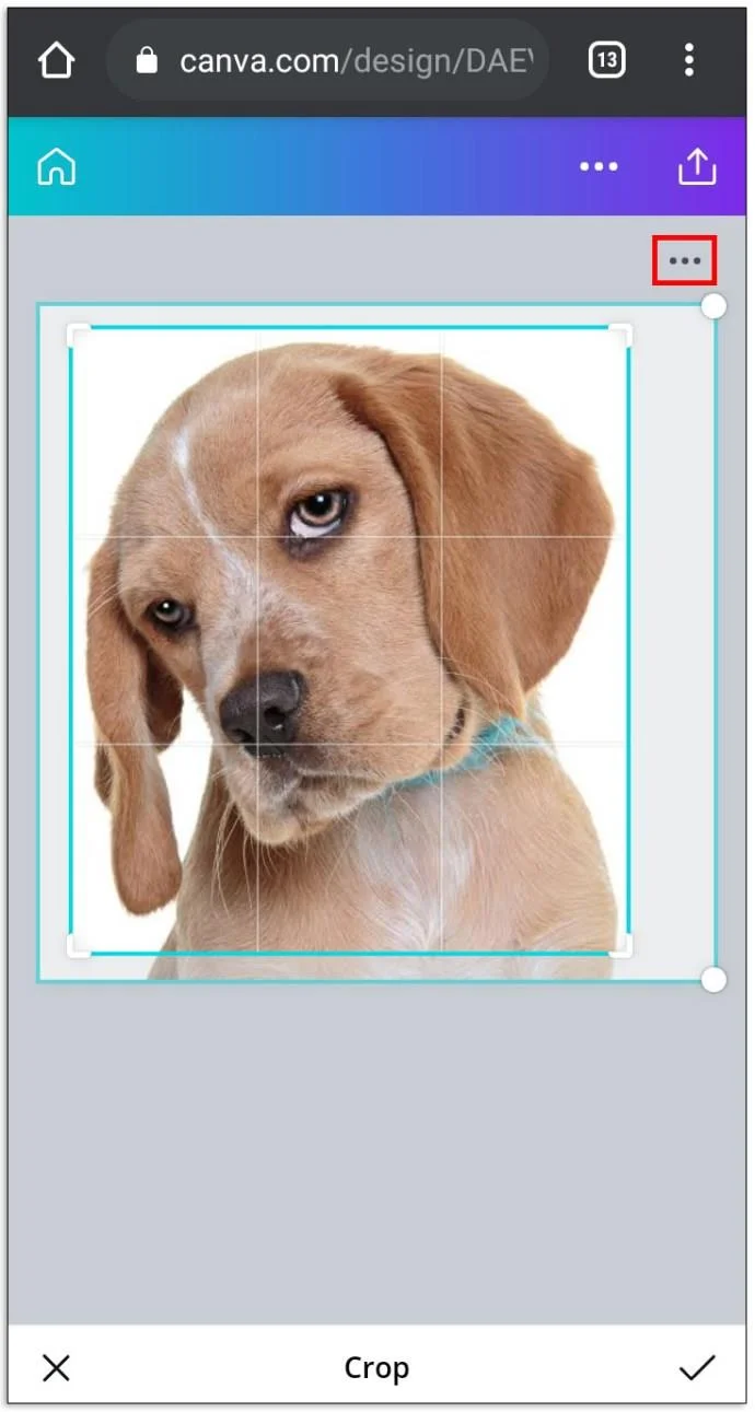 چگونه یک تصویر گرد در Canva درست کنیم