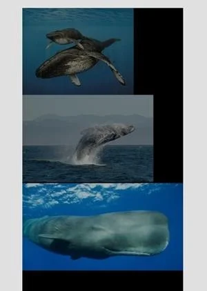 Cara Membuat Kolase Foto Di Snapseed