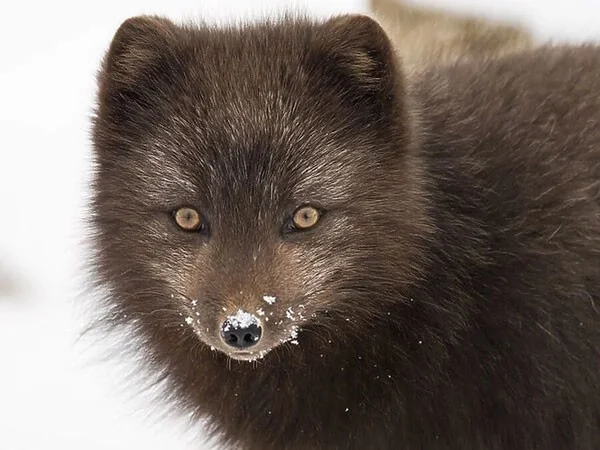 Los 4 animales más extraños que se vuelven blancos en invierno