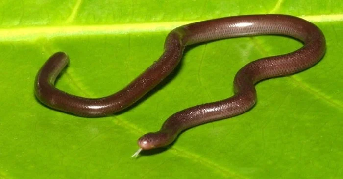De slang is zo klein als een worm. De hele soort is vrouwelijk, er zijn geen mannetjes. De slang is zo klein als een worm. De hele soort is vrouwelijk, er zijn geen mannetjes.