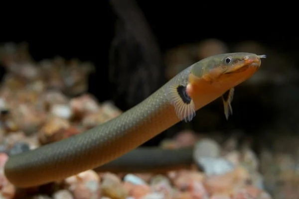 De meest unieke zoetwateraquariumvissen ter wereld