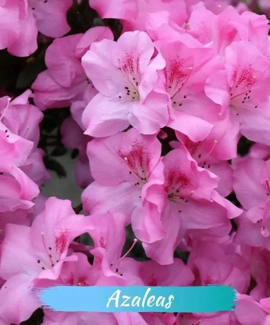 Schöne Pflanzen und Blumen enthalten tödliches Gift