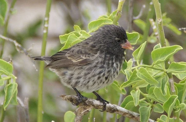 'Vampire' Sparrow: Strange Bird That Drinks Blood to Survive