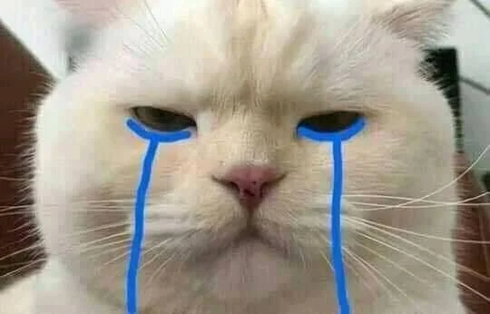 Meme van een huilende kat, grappige foto's van een huilende kat