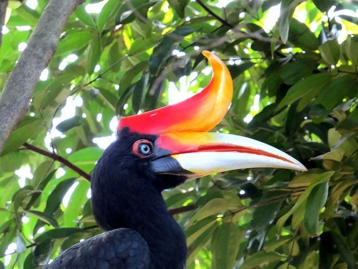 Las aves más extrañas, algunas parecen 'viajar' a la Tierra desde otro mundo