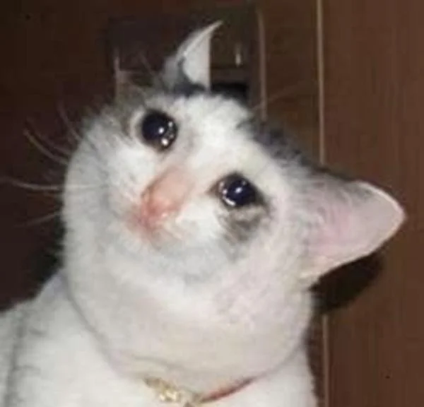 Meme van een huilende kat, grappige foto's van een huilende kat