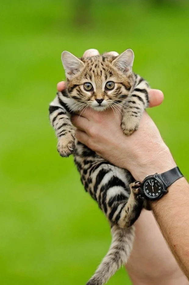 Gato africano de patas negras: parece inocente, pero es el gato más peligroso del mundo.
