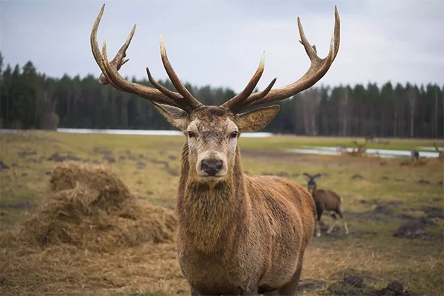 Dieren die verloren lichaamsdelen perfect kunnen regenereren
