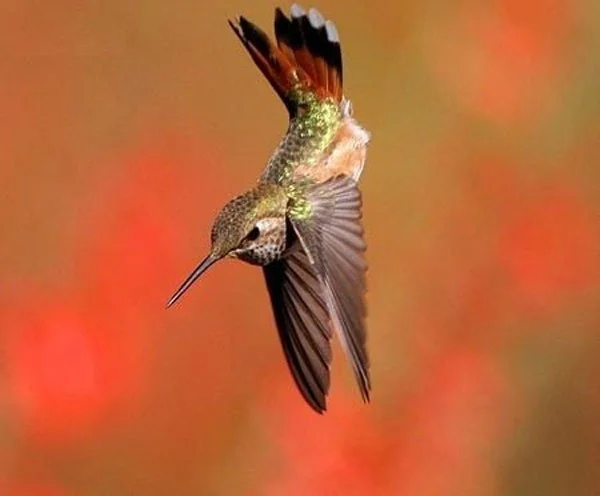 19+ interessante Fakten über Kolibris, den einzigen rückwärtsfliegenden Vogel der Erde