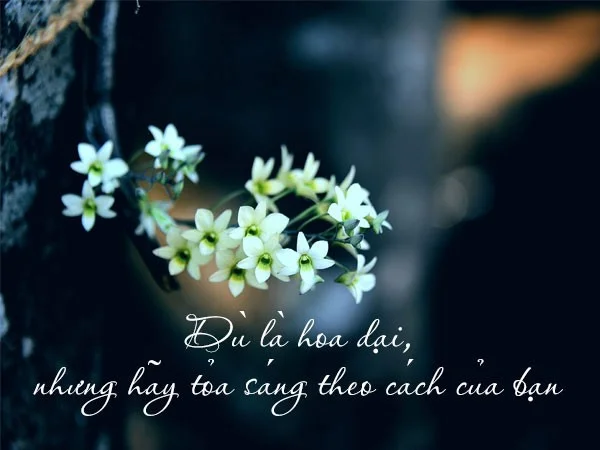 Petikan yang baik tentang bunga, kapsyen tentang bunga, status yang baik dan bermakna tentang bunga