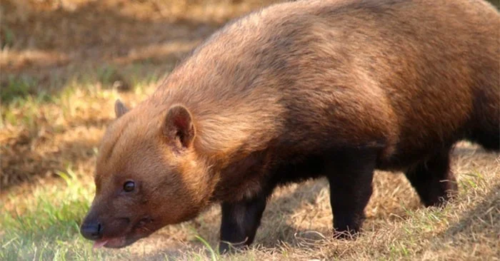 Anjing pelik dengan muka beruang, gigi kucing, mulut musang Anjing pelik dengan muka beruang, gigi kucing, mulut musang