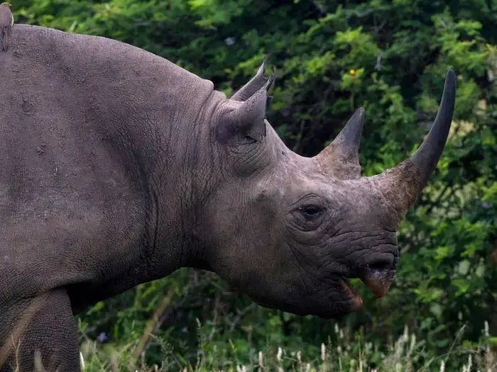 The tallest land animals in the world