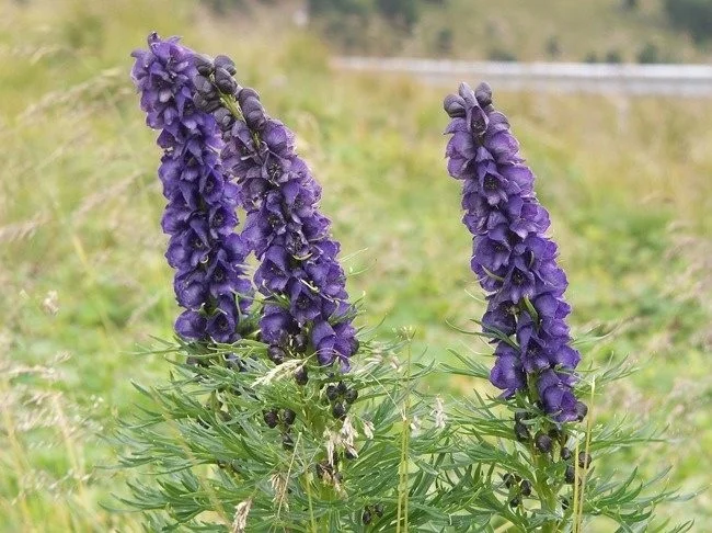 Extreem giftige planten die de dood kunnen veroorzaken en waar we van weg moeten blijven