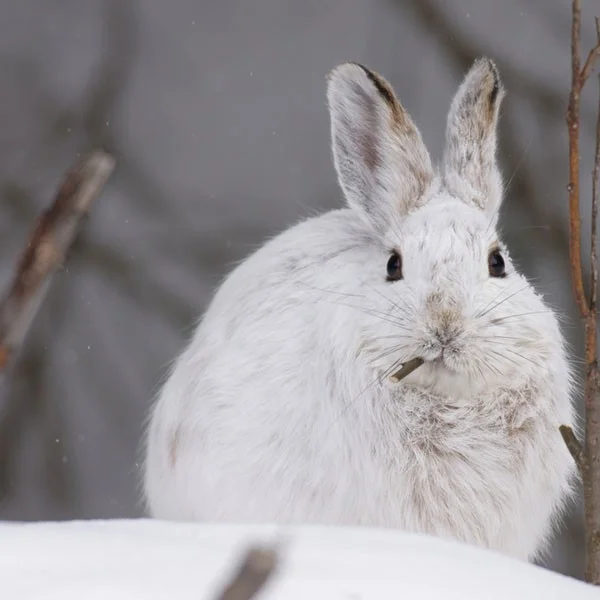 Los 4 animales más extraños que se vuelven blancos en invierno