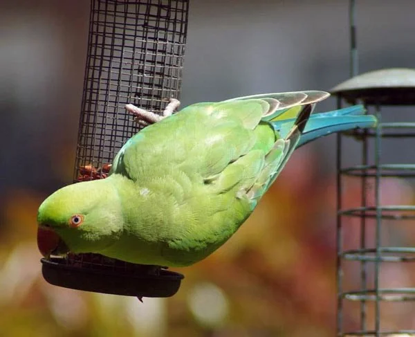 Los pájaros parlantes más inteligentes del mundo