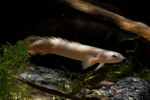 De meest unieke zoetwateraquariumvissen ter wereld