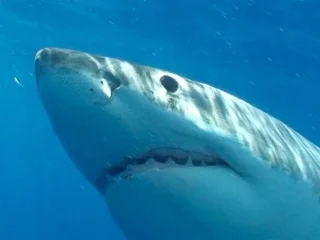 Los animales más peligrosos para los humanos