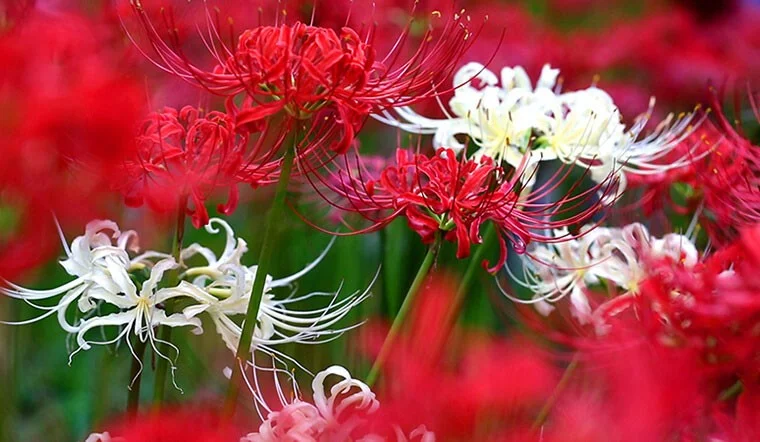 ¿Cuál es la flor de la otra orilla? Significado y leyenda de la flor de la otra orilla
