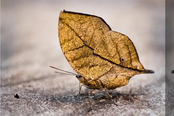Las mariposas más hermosas del mundo.
