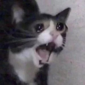 Meme van een huilende kat, grappige foto's van een huilende kat