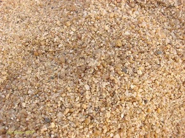 13 dieren met super camouflagevermogen, bijna onzichtbaar in de natuurlijke omgeving