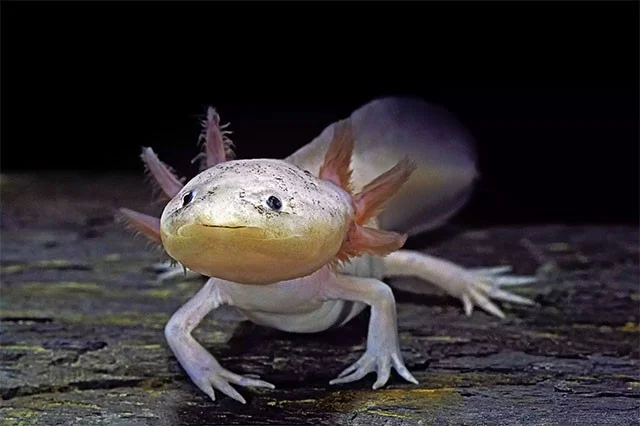 Dieren die verloren lichaamsdelen perfect kunnen regenereren