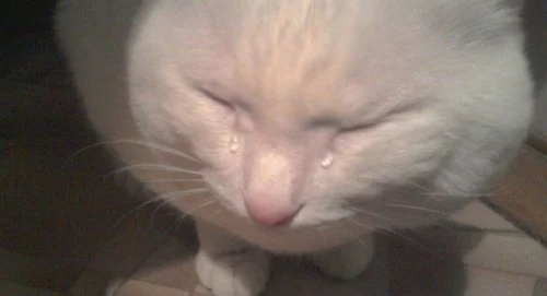 Meme van een huilende kat, grappige foto's van een huilende kat