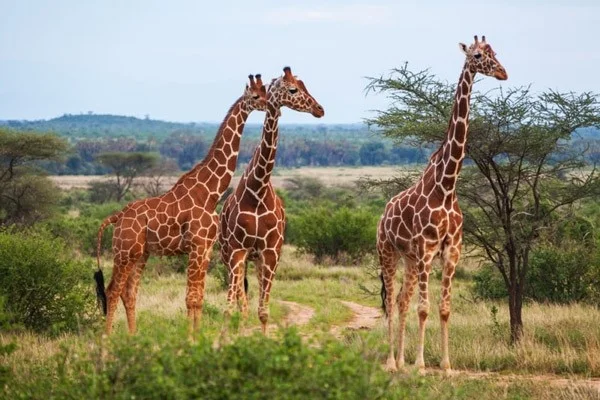 The tallest land animals in the world