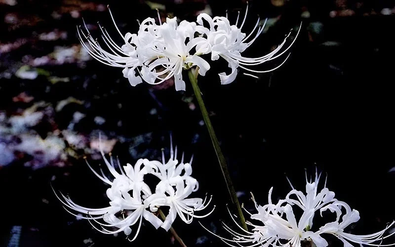 ¿Cuál es la flor de la otra orilla? Significado y leyenda de la flor de la otra orilla