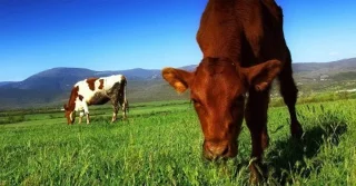 ¿Por qué los búfalos y las vacas sólo necesitan comer pasto para obtener suficientes nutrientes?