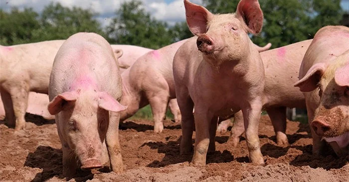 為什麼豬是蛇的剋星？