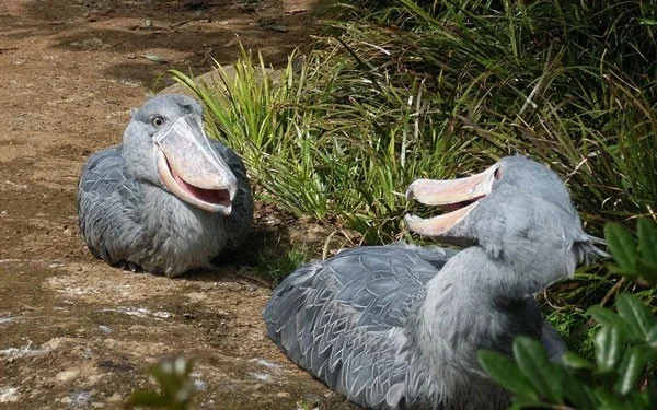 Schoenbekooievaar - de meest woeste vogel ter wereld, eet zelfs krokodillen