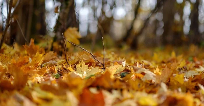 ¿Por qué el otoño es más frío que la primavera a la misma temperatura? ¿Por qué el otoño es más frío que la primavera a la misma temperatura?