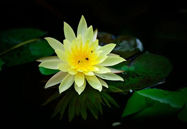 De mooiste waterbloemen ter wereld