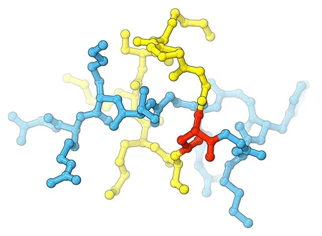 Descubrieron accidentalmente un medicamento que mata las bacterias resistentes a los antibióticos en... huertos domésticos.