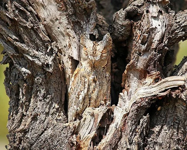 13 dieren met super camouflagevermogen, bijna onzichtbaar in de natuurlijke omgeving