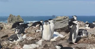 Pinguïns slapen 10.000 keer per dag
