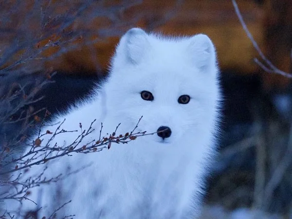 Los 4 animales más extraños que se vuelven blancos en invierno