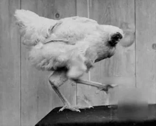 Verbazingwekkende dieren die op wonderbaarlijke wijze overleefden nadat hun hoofden van hun nekken waren gescheiden