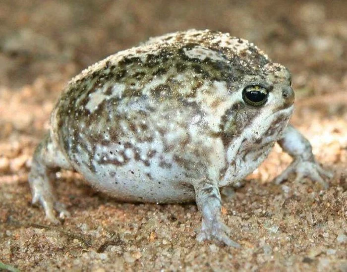 Desert Rain Frog - Vreemde, mollige kikker die angstaanjagende kreten maakt