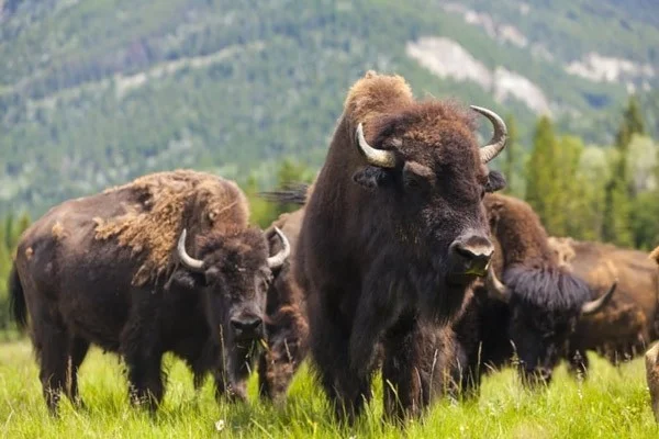 The tallest land animals in the world